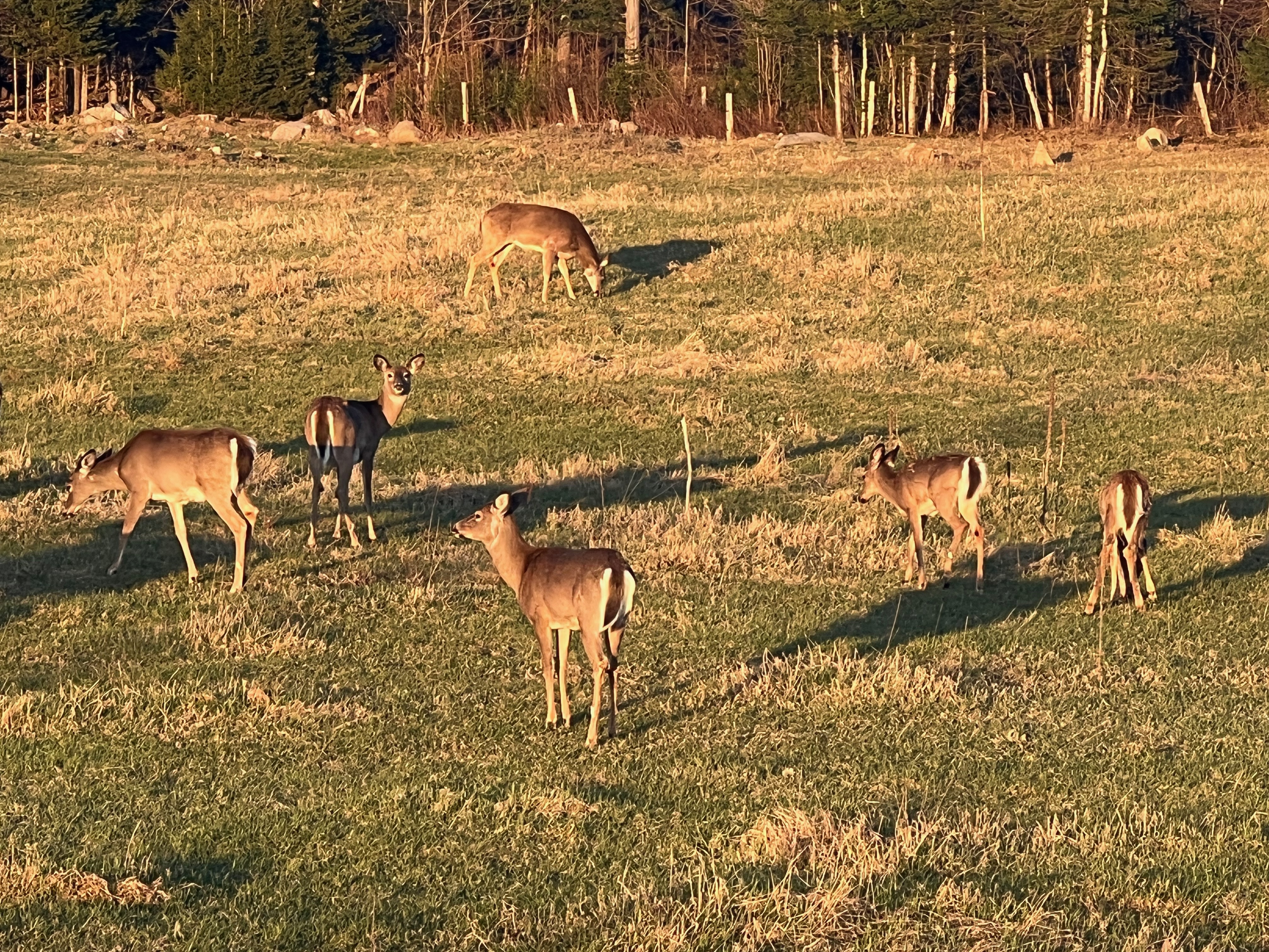 Deers, turkeys, beavers just outside