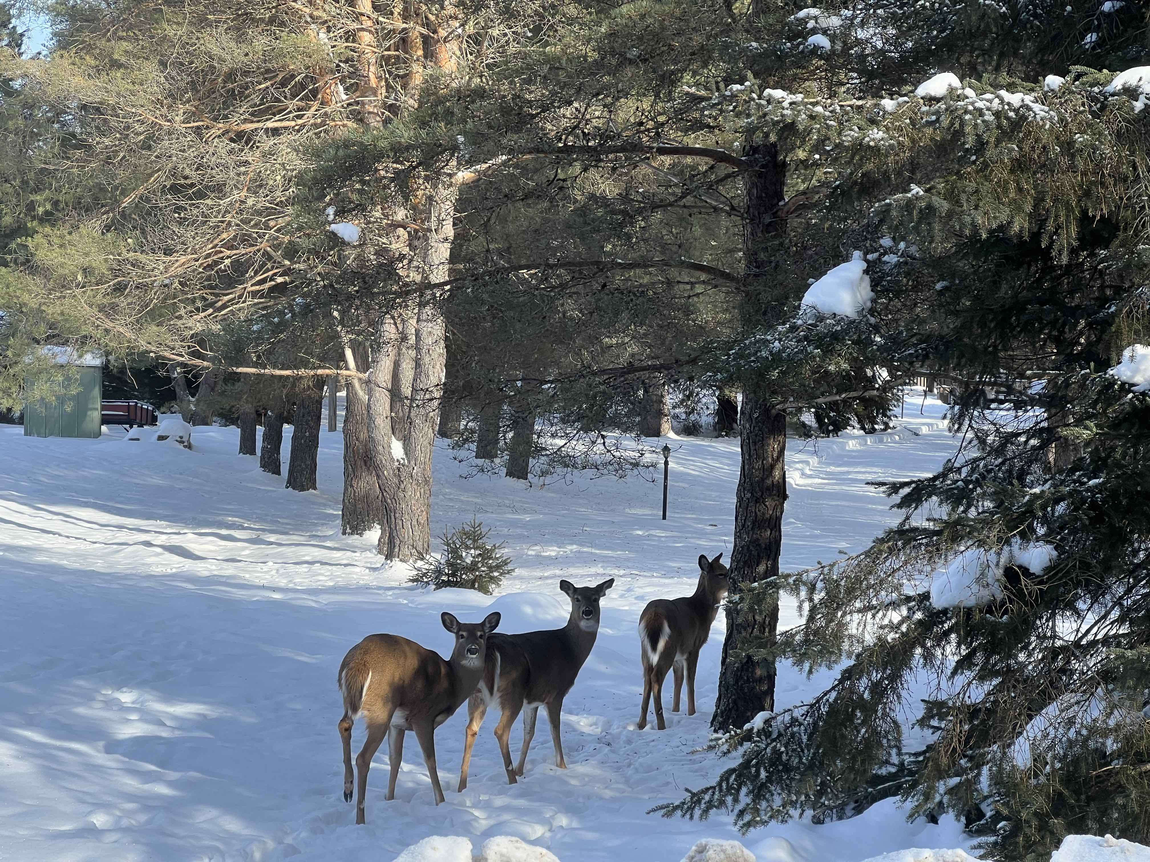 chalet deer