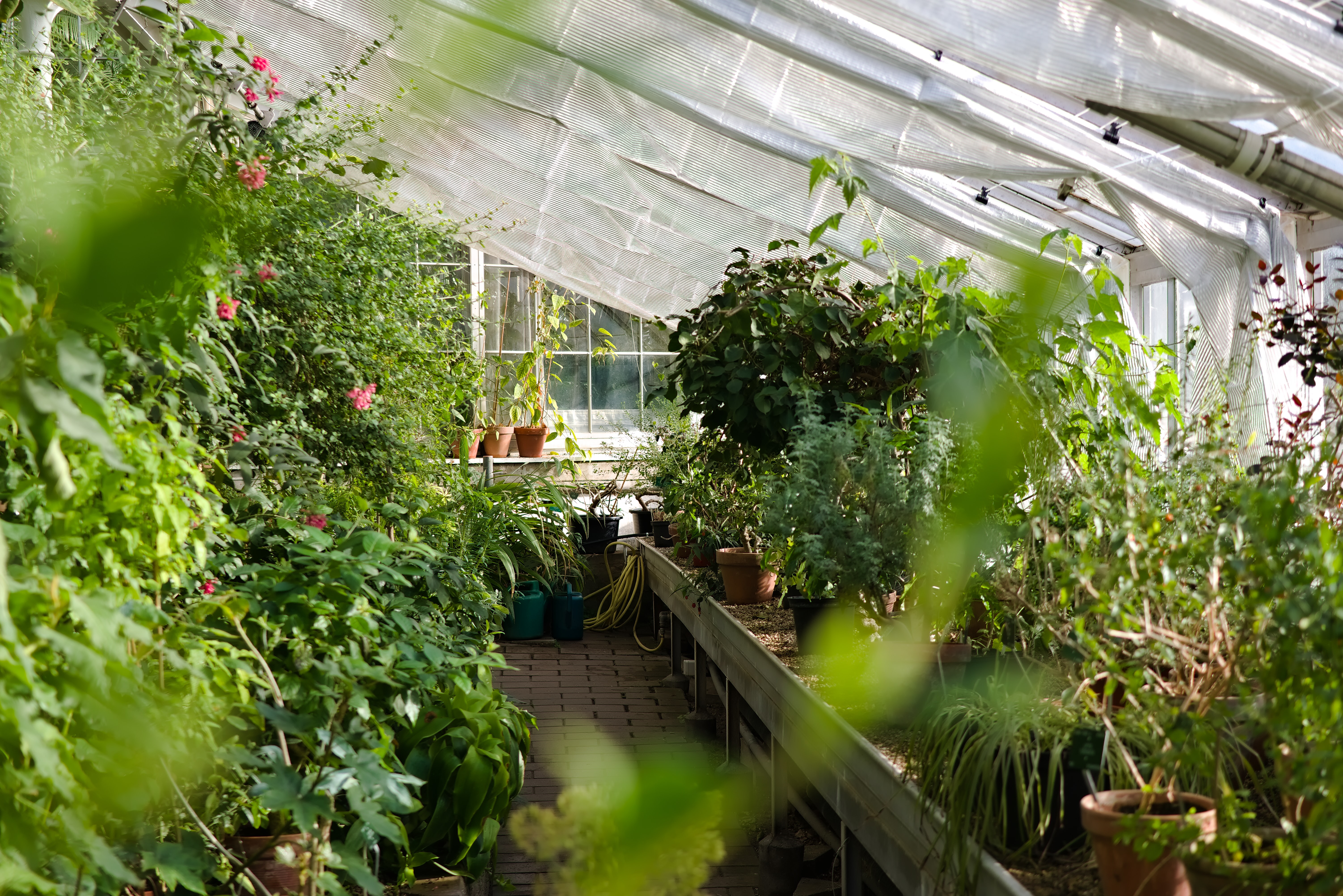 greenhouse photo